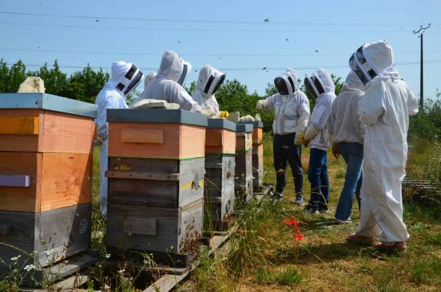 stage apiculture